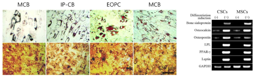 MCB 원료세포의 지방세포 및 조골세포로의 분화 능력