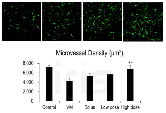 시험용 의약품 투여 후 경색 하지에서 미세혈관 밀도의 개선 효력 **, VM 시험군 대비 p < 0.01