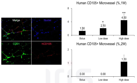 경색하지 근육에서 인간 혈관주위세포로 구성된 미세혈관의 형성 비율 *, Bolus 대비 p < 0.06; **, Bolus 대비 p < 0.01