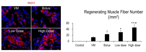 시험용 의약품에 의한 경색하지 종아리 근육의 재생 효력. *, VM 대비 p < 0.01; **, VM 대비 p < 0.01; ##, Bolus 대비 p < 0.01