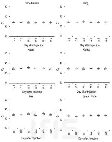 3회 반복 투여 후 근육 외 주요 장기에서의 Ct 값 분포