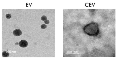 TFF 기법을 이용하여 수득한 줄기세포 유래 세포외소포체 (EVs) 및 CS-DBCO가 표면에 도입된 표적형 세포외소포체 (CEVs)의 투사전자현미경 사진