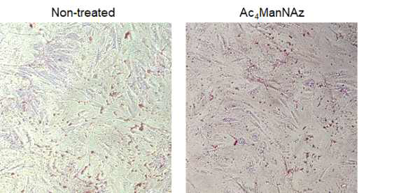 Ac4ManNAz 처리 유무에 따른 줄기세포의 지방세포 분화능 평가 (Oil red O 염색)