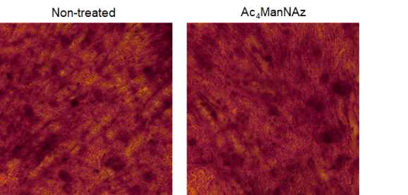 Ac4ManNAz 처리 유무에 따른 줄기세포의 골분화능 평가 (Alizarin red 염색)