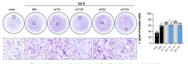 TGF-β 처리 조건에서 EV와 CEV를 이용한 활막 세포의 침습성 측정