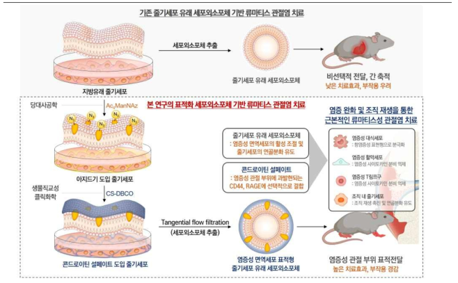 염증성 면역세포 표적형 줄기세포 유래 세포외 소포체와 이를 이용한 류마티스 관절염 치료 과정의 모식도