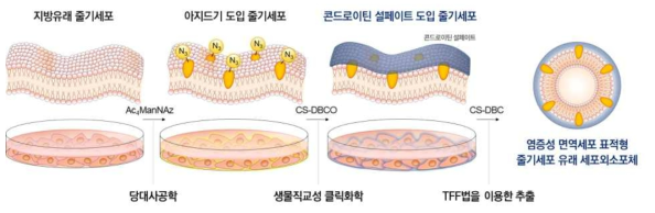 1차년도 연구내용의 모식도