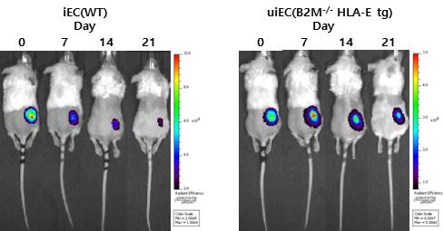 Humanized mouse에서 면역회피 iEC 생존실험 (좌) 면역회피능 없는 대조군 iEC, (우) 면역회피 유도만능줄기세포 분화 혈관내피세포(uiEC) 인간면역을 가진 NGS 마우스에 이식된 면역회피 세포를 주입한 군에서 장기간 생존성이 나타나며, 대조군은 시간 경과에 따라 생존률이 저하됨을 관찰함