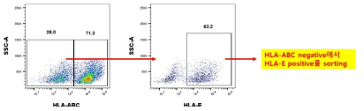 면역회피 망막내피세포를 유세포 분석으로 분리함
