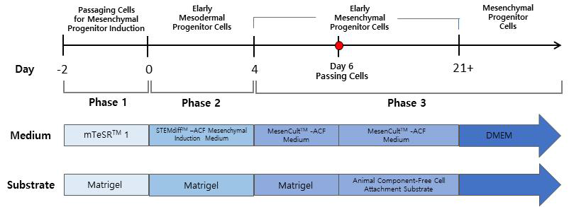 iPSCs 유래 iMSC 분화 방법