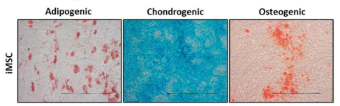 iMSC는 지방 생성(Oil Red O 염색), 연골 형성(Toluidine Blue) 및 골 형성(Alizarin Red) 계통으로의 분화 가능성을 확인