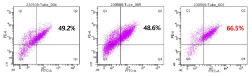 세포수별 CD31, CD144 double positive 비율