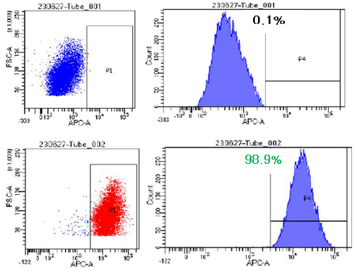 H4 iEC CD31 marker 확인