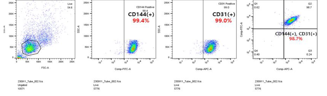 CD144+ CD31+ FACS 결과