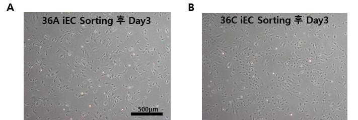CD144+ MACS sorting 36A, 36C iEC 형태