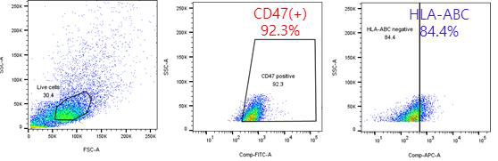 hiPSC 36A iEC (CD31+ MACS sorting) CD47, HLA-ABC 비율