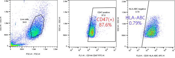 36C iEC (CD144+ MACS sorting) CD47, HLA-ABC 비율
