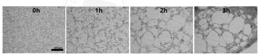 혈관내피세포의 tube formation 형성 확인