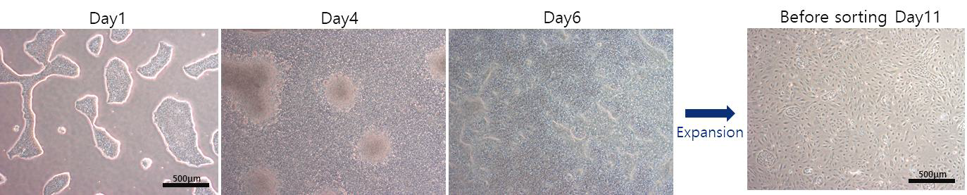 Stem cell research 논문 분화 36A iEC 형태