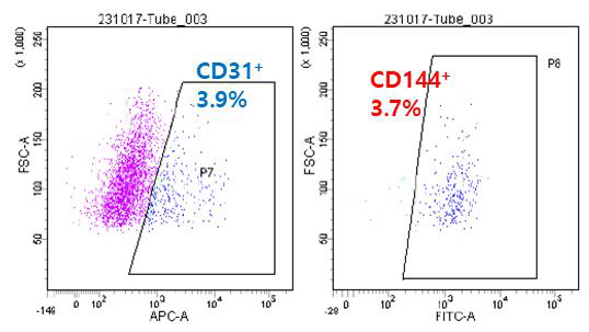 SCR 분화 CD144+ MACS Sorting 36A iEC의 FACS sorting 결과