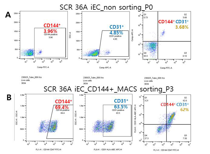 (A) Non sorting SCR 36A iEC (B) CD144+ MACS sorting SCR 36A iEC