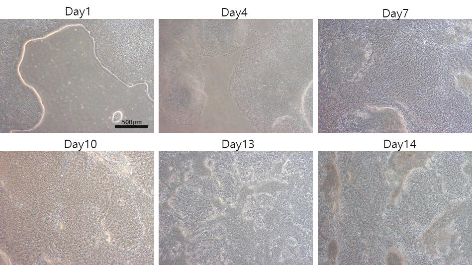 Nature Biotechnology 논문 분화 36A iEC 형태