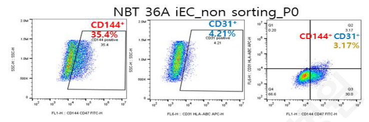 (A) Non sorting SCR 36A iEC (B) CD144+ MACS sorting SCR 36A iEC (C) Non sorting NBT 36A iEC EC marker 확인