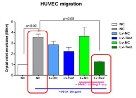 hMSC_Ang1 배양액이 HUVEC_Tie2세포의 이동성에 미치는 영향