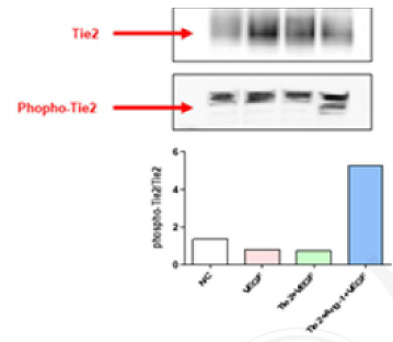 웨스턴 블롯 분석 결과: 배양액에 포함된 hMSC유래 Ang1이 Tie2의 인 산화를 높임을 확인