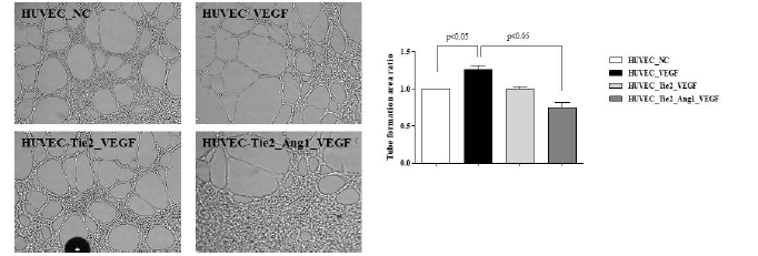 관 형성 분석으로 Ang1/Tie2 가 혈관신생에 미치는 영향 평가