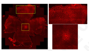 Flat mount 제작 후 isoiectin 염색 시 혈관 구조 확인 가능