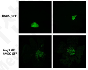 GFP 발현 MSC-Ang1 주입 후 혈관배열따라 분포됨을 확인