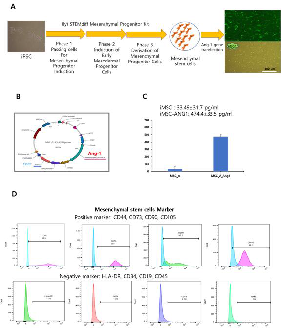 (A) iPSC에서 Ang1 iMSC로의 분화과정. (B) Ang1 iMSC transfection에 사용되는 벡터 디자인. (C) Ang1 iMSC와 iMSC가 media로 분비하는 human Ang1값. (D) Ang1 MSC와 일반 MSC의 유사성을 결정할 수 있는 politive marker와 negative marker