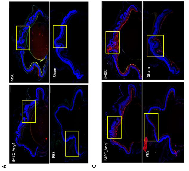 (A) human Ang1(빨강), DAPI (파랑), iMSC 및 Ang1 iMSC(초록). (C) GFAP(빨강), DAPI(파랑), iMSC 및 Ang1 iMSC(초록)