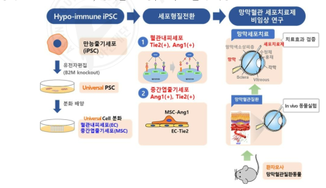 본 연구과제의 구성도. 1단계: 면역회피 만능줄기세포(uiPSC) 확립, 2단계: 만능줄기세포를 혈관신생억제 기능을 가지는 EC, MSC 분화, 3단계: 비임상 연구를 통한 혈관신생억제 세포치료제 유효성 검증