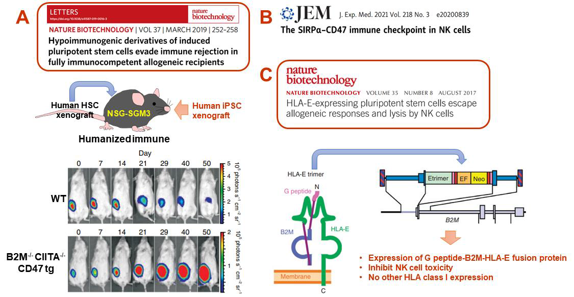 면역회피(Hypoimmune) 유도전략. A. B2M 및 CIITA 결손과 동시에 CD47 과발현 전략. B. CD47 과발현 전략. C. B2M-HLA-E fusion 단백질 과발현 전략
