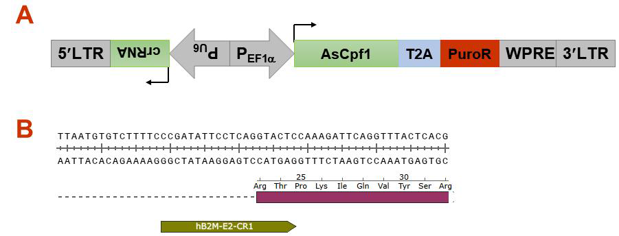B2M 유전자 특이적인 CRISPR-Cpf1 유전자가위. A. AsCpf1과 crRNA를 동시에 발현할 수 있는 lentivirus 발현벡터의 구조(pY108; Addgene_84739). B.인간의 B2M 유전자 특이적인 crRNA의 위치 및 염기서열