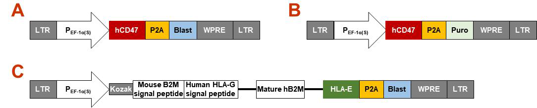 Hypoimmunity 유도를 위한 벡터 제작. A. Human CD47 유전자(hCD47) 과발현을 위한 blasticidin 저항성 (Blast) lentivirus 벡터. B. Human CD47 유전자(hCD47) 과발현을 위한 puromycin 저항성(Puro) lentivirus 벡터. C. B2M-HLA-E fusion 단백질 발현을 위한 blasticidin 저항성 (Blast) lentivirus 벡터. 발현증대를 위한 Kozak sequence 삽입을 위해 human B2M signal peptide를 mouse B2M signal peptide로 교체. 또한, cell surface 발현을 향상시키기 위해, MHC에 의해 presentation 잘 되는 것으로 알려진 Hum an HLA-G signal peptide를 추가적으로 fusion 시켜서 MHC complex의 형성 촉진시킴