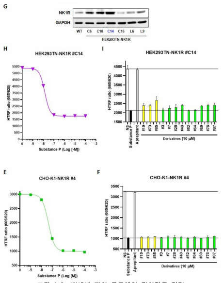 NK1R에 대한 유도체의 길항작용 점검