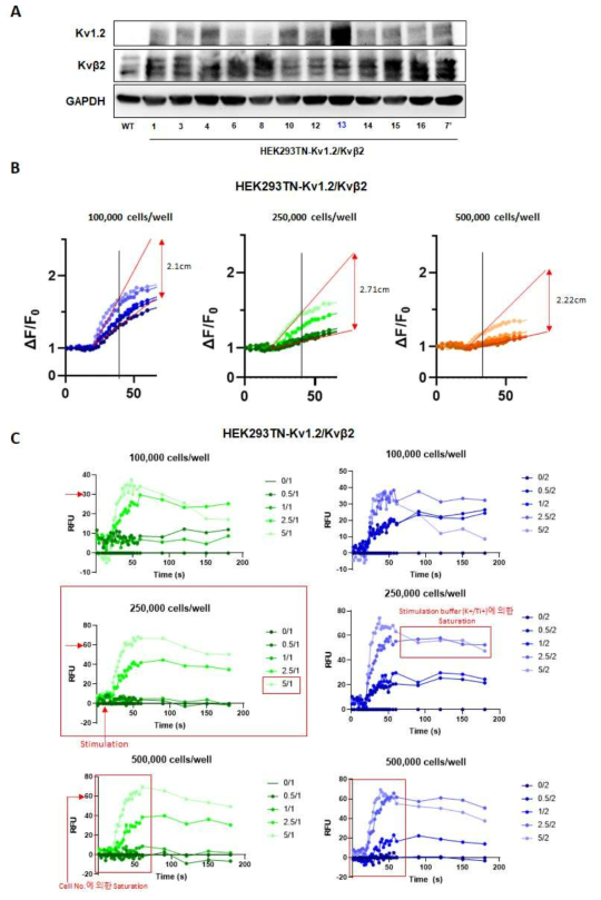 Kv1.2/Kvβ2 공발현 stable cell 확립 및 K+ channel assay의 최적화