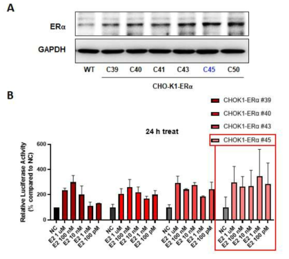 ERα-ERE luciferase 활성 점검을 통한 CHO-K1-ERα stable cell의 선별