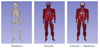 인체 근골격계 3D 재건 모델링 예시