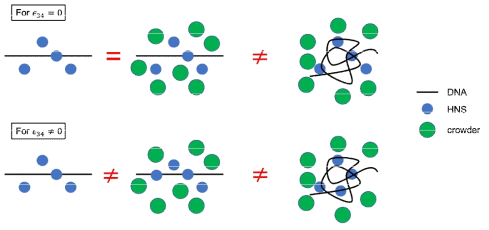 Macromolecular crowder와 HNS에 의한 박테리아 DNA의 응축 메커니즘 설명 모식도