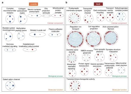 Transcriptome analysis study of autism causative gene (Cho et al., 2023)