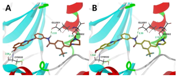 Binding mode of 17b and 18a