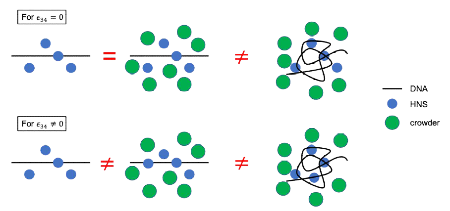 Macromolecular crowder와 HNS에 의한 박테리아 DNA의 응축 메커니즘 설명 모식도