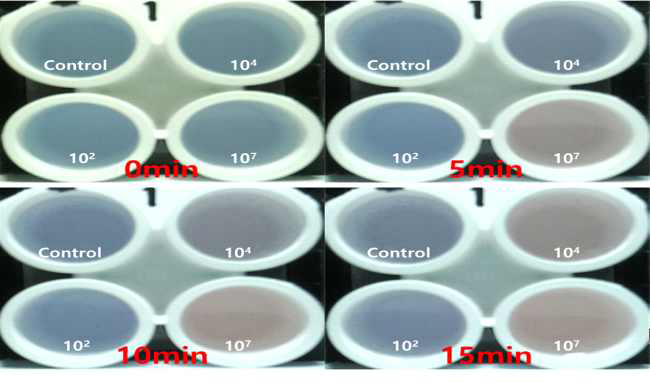 살모넬라 농도별 색변화 관찰(15분)