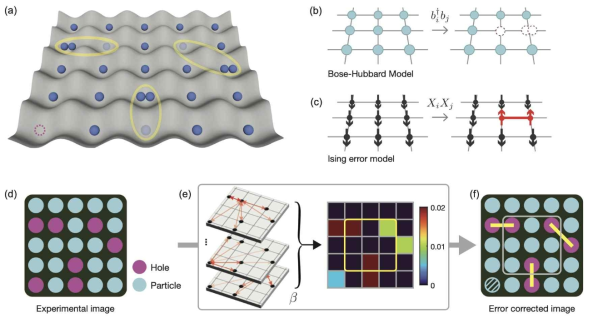 Ising error model의 개략적인 모식도. (a) Mott insulator 상에서 중성원자들의 분포. 원자 손실로 인해 자유 홀들이 존재할 수 있다 (보라색 dashed-line). 또한 tunneling term에 의해 근접한 거리에서의 입자-홀간의 얽힘 페이가 형성된다 (노란색 띄). (b,c) 보즈 허바드 모델과 이징 모델간의 유사성. Parity-projection에 의해 2개의 채움수를 갖는 격자는 0개로 사진에 기록 되어 홀쌍을 생성한다. 이는 곧 이징 모델에서 나란한 두 개의 스핀쌍을 뒤집는 경우와 유사하다. (d) 실험적으로 관측한 사진은 여러개의 홀이 존재하며, (e) 확률적 분석을 통해 어떠한 홀이 서로 독립적으로 존재할 가능성이 높은지 조사한다. (f) 이를 기반으로 자유홀 (에러)를 제거하고, 브레인 상관관계를 측정한다. 이징 모델의 자유 변수인 β는 Ising model에서의 correlator값이 에러를 제거한 이후의 실험값과 비슷하게 맞춤으로서 결정된다