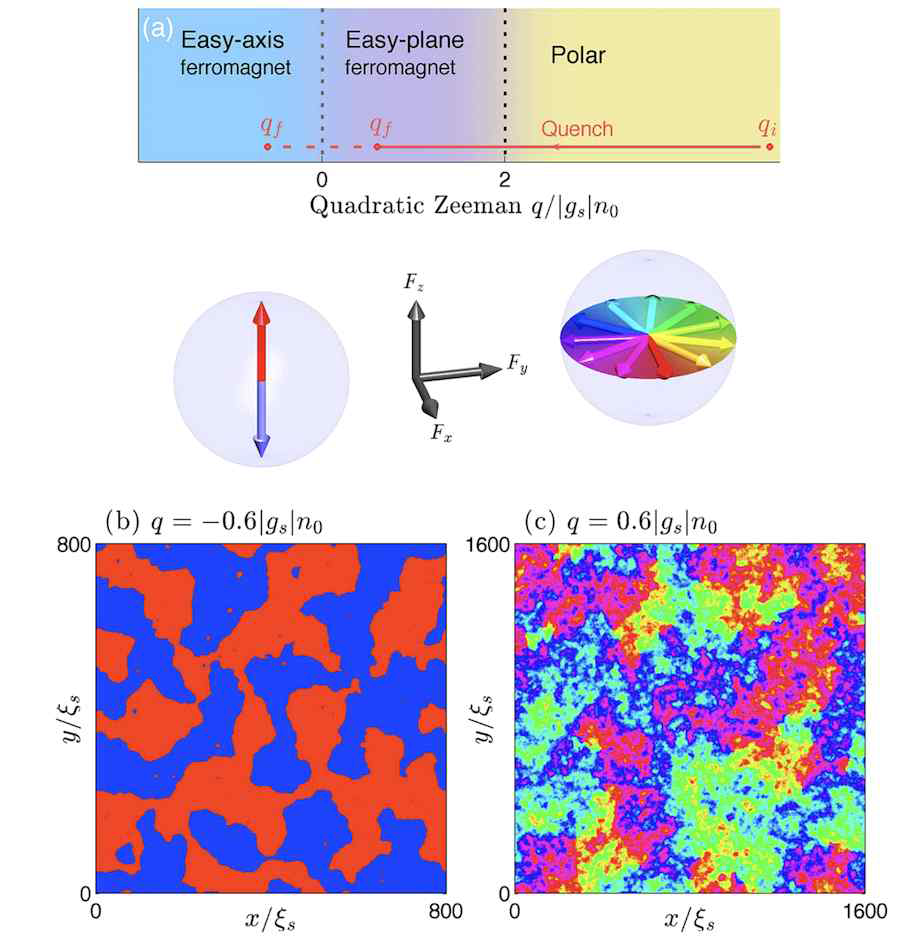 (a) 스핀-1 스피너 응집체의 이계지만 에너지에(q) 대한 상 그림. 임계 값 qc을 기점으로 polar상(〈F〉=0)과 강자성상 (〈F〉=1) 이 나뉘게 된다. 강자성의 경우에도 easy-plane 강자성1과 easy-axis 강자성2으로 나뉜다. 상 그림 하단에는 각 강자성의 질서 변수 공간을 나타낸다. (b) Easy-axis 상(q<0)에서의 긴 시간 이후의 조대화 동역학. 스핀1/-1의 자기 도메인이 형성됨을 확인 할 수 있다. (c) Easy-plane 상에서의 긴 시간 이후의 조대화 동역학. 도메인 사이에 양자 소용돌이가 형성되며, 조대화 동역학에 영향을 미친다