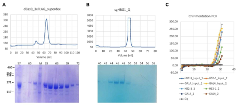 (A) 3xFLAG-tag을 가지는 dCas9의 정제 (size exclusion chromatography), (B) T7 RNAP를 사용하여 합성한 sgRNA의 정제 (ion exchange chromatograph), (C) in vitro 에서 정제한 복합체의 ChIP-Seq 결과